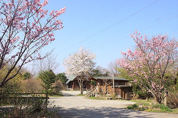4月　フィンランディアの桜