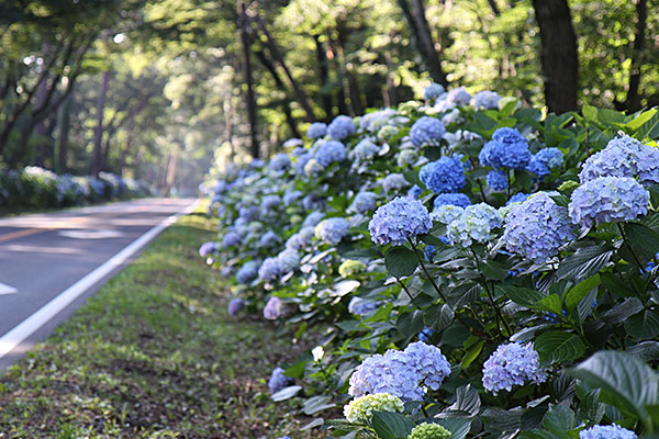 6月　那須街道の紫陽花